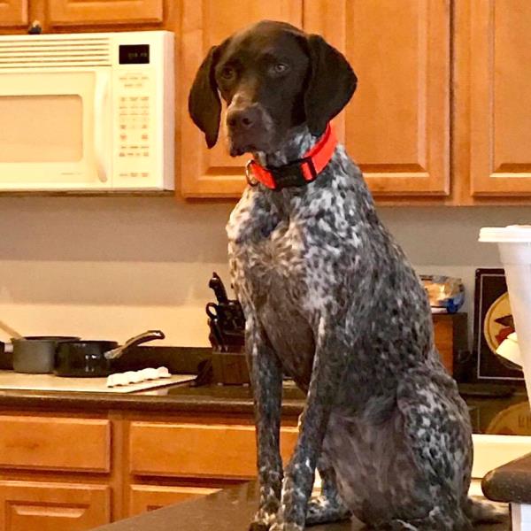 /Images/uploads/Southeast German Shorthaired Pointer Rescue/segspcalendarcontest2018/entries/8852thumb.jpg